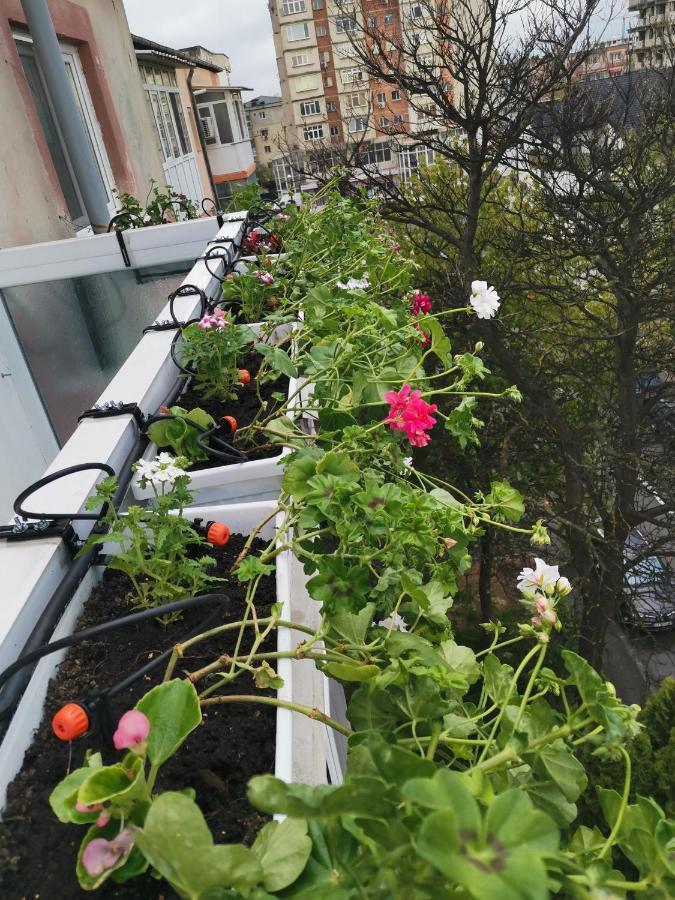 Bloom Box Apartments 크라이오바 외부 사진